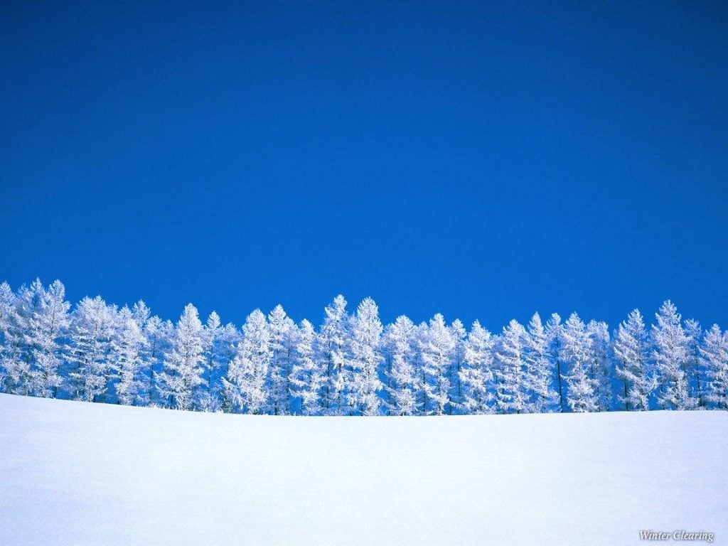 winter trees
